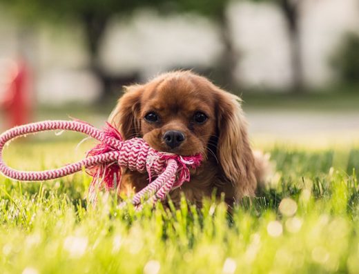 Училище на кучета и стопани „Citydogs.bg“