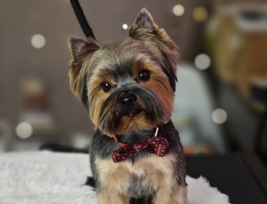 Груминг салон „Puppy Studio Valentina“