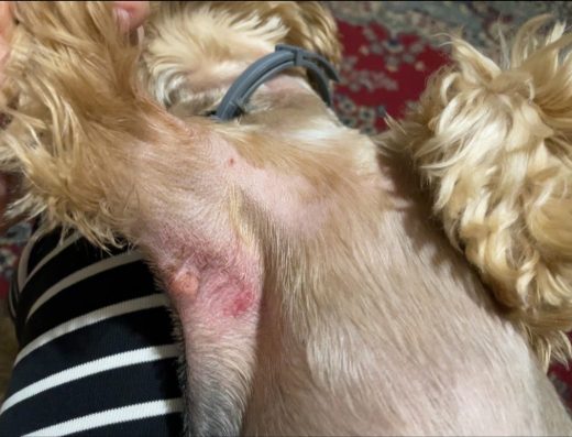 Груминг салон „S.Bashalova“