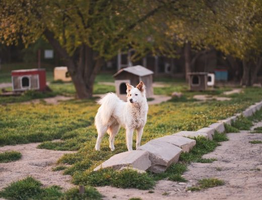 Сдружение „Обич за обич“