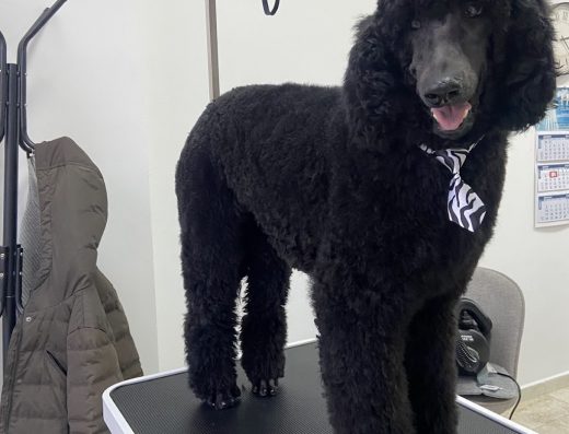 Груминг Салон „Силора“