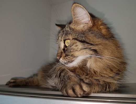 Ветеринарна клиника „СС-ВЕТ“, ж.к. Дружба II