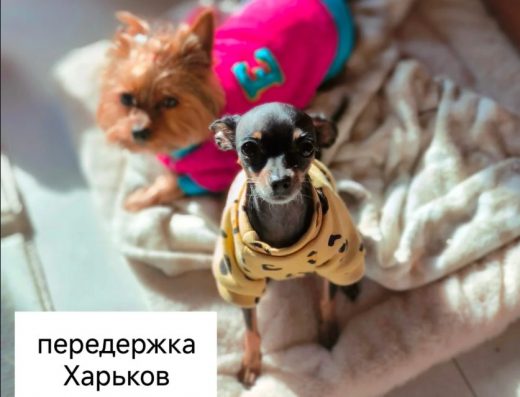 Домашня перетримка собак Харків