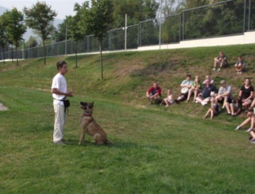 Училище за кучета “K9 World“