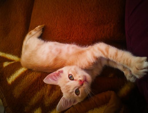 Ветеринарна амбулатория “ Надежда“