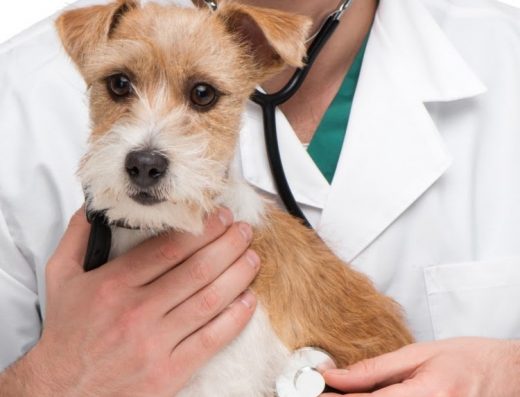 Ветеринарна клиника „Ситивет“