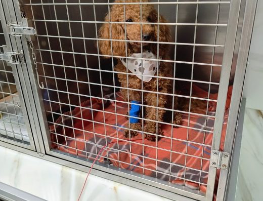 Ветеринарна клиника „ЗДРАВЕЦ“