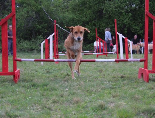 Център за обучение на кучета „V T Dog Training Center“