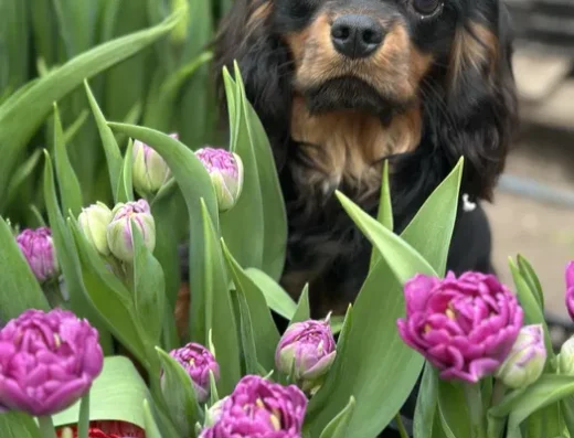 Кавалер кінг чарльз спанієль: Хлопчик рідкісного забарвлення