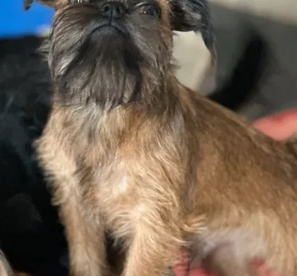 Брюссельський грифон: Перспективний хлопчик