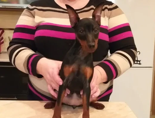 Цвергпінчер: Цуценята від знаменитих та титулованих батьків