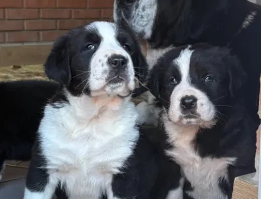 Середньоазіатська вівчарка: Цуценята від племінних виробників