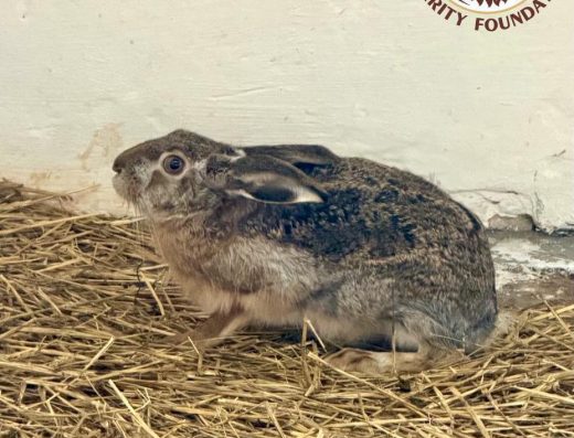 Центр порятунку диких тварин “WildAnimals”