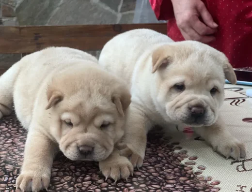 Шарпей: Ведмедики-карапузики