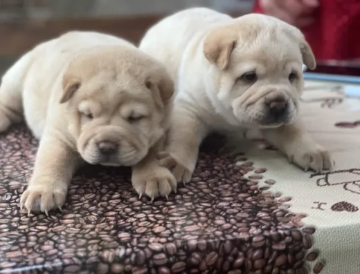 Шарпей: Ведмедики-карапузики