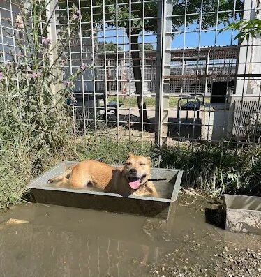 Общински приют за кучета на „Екоравновесие“, с. Горни Богров