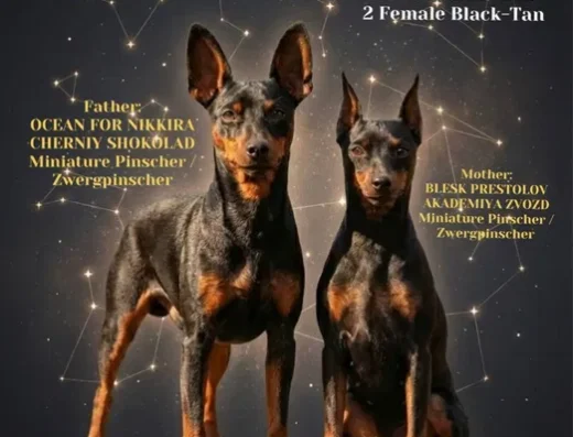 Цвергпінчер: Високопородні цуценята від розплідника “AKADEMIYA ZVOZD”