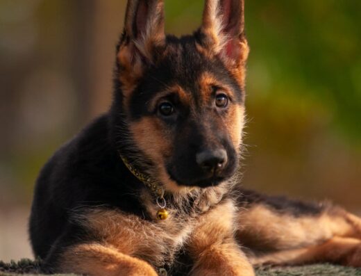 Розплідник «Sokol Hause»