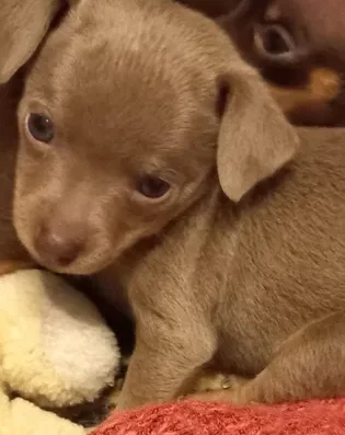 Той-тер’єр: Крихітні малюки (бронювання)