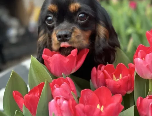 Кавалер кінг чарльз спанієль: Хлопчик рідкісного забарвлення