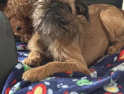 Брюссельський грифон: Перспективний хлопчик