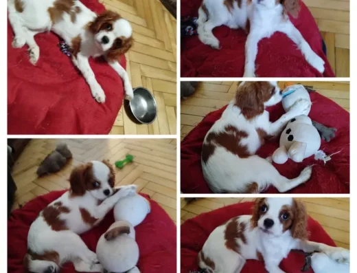 Кавалер кінг чарльз спанієль: Цуценята королівської породи