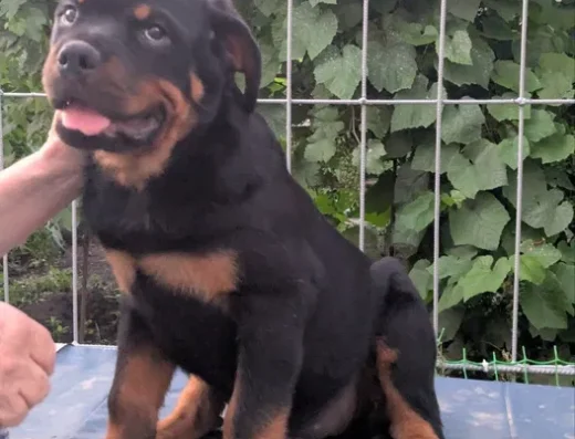 Ротвейлер: Цуценята з родоводом КСУ