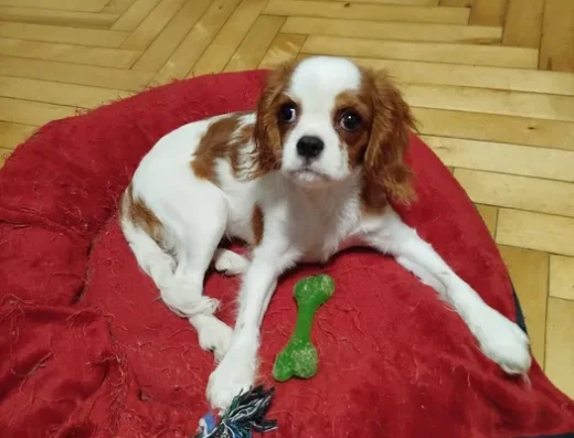 Кавалер кінг чарльз спанієль: Цуценята королівської породи