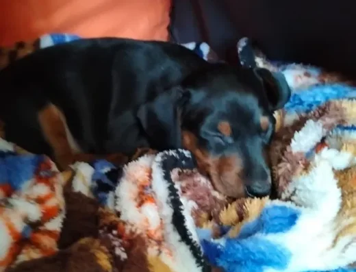 Цвергпінчер: Грайливий хлопчик шукає нову родину