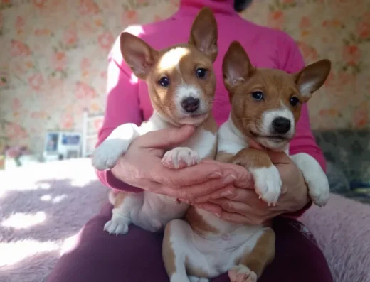 Басенджі: Два чудові хлопчики