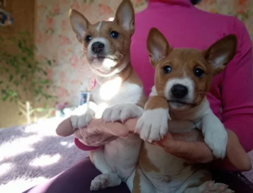 Басенджі: Два чудові хлопчики