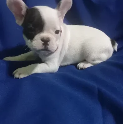 Французький бульдог: Дуже гарна дівчинка готова до переїзду