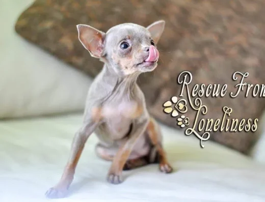 Російський той: Елітні цуценята