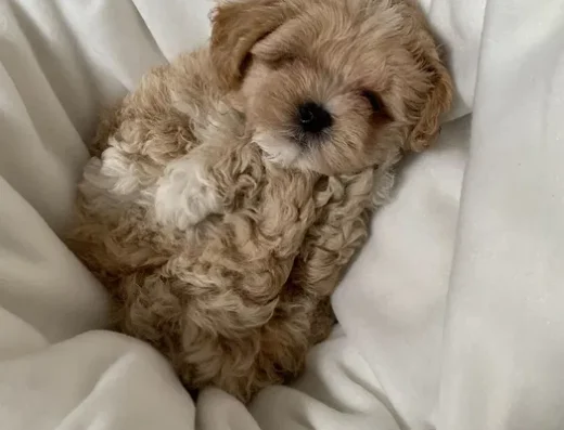 Мальтіпу F1: Елітні цуценята