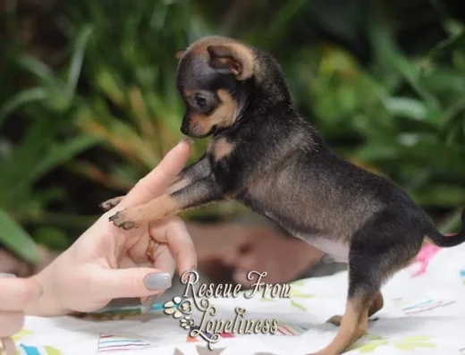 Російський той: Елітні цуценята