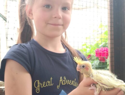 Розплідник папуг «LSV»