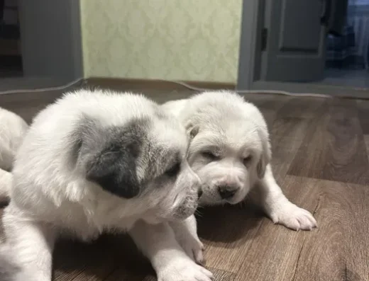 Середньоазіатська вівчарка (Алабай): Цуценята від домашньої пари