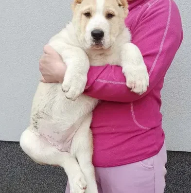 Середньоазіатська вівчарка: Цуценята від великих виробників