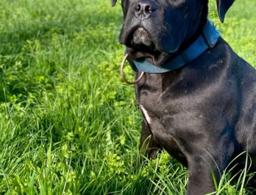 Розплідник Кане-корсо «Molos Legend»