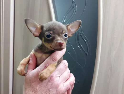 Той-тер’єр: Малюк Мурашик