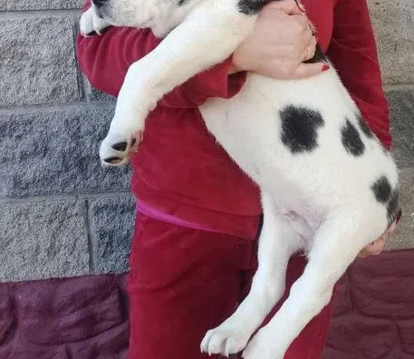 Середньоазіатська вівчарка: Цуценята від великих виробників