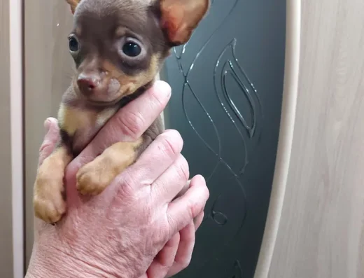 Той-тер’єр: Малюк Мурашик