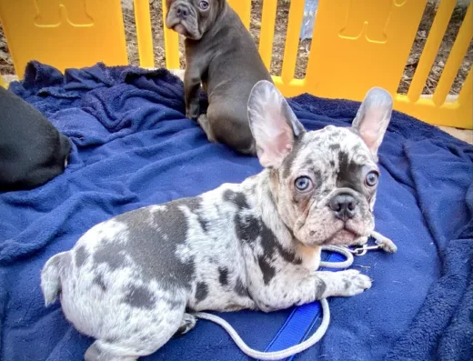 Французький бульдог: Красиві породні малюки