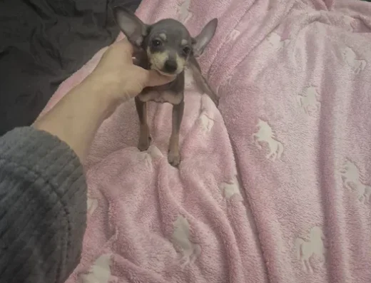 Той-тер’єр: Лагідний хлопчик