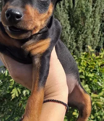 Цвергпінчер: Чистокровні цуценята готові до переїзду