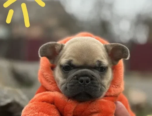 Хлопчик Французького бульдога