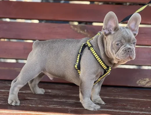 Хлопчик Французького Бульдога: Ізабелла з підпалом