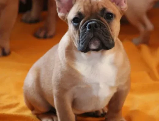 Хлопчик Французького Бульдога: Яскравий красень