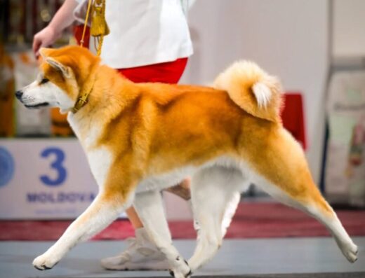 Розплідник Акіта-Іну «Umi no Kagayaki»