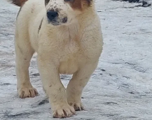 Середньоазіатська вівчарка (Алабай): Чистокровні цуценята